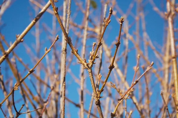 Forsythia Buske Med Knoppar Grenar Mot Blå Himmel Vintern — Stockfoto