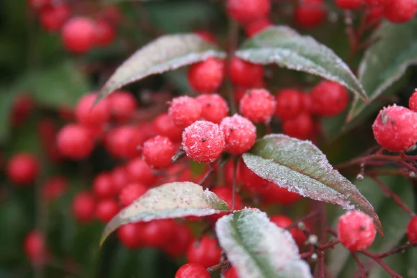 Güzel kırmızı böğürtlenli ilahi bambudaki buz. Kışın Nandina evcilleştirilmiş çalısı. Noel ya da kış arkaplanı 