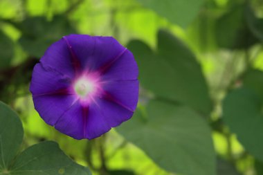 Bahçedeki sabah güzelliği mor ve pembe çiçeklerin yakın çekimi. Yazın açan Ipomoea bitkisi