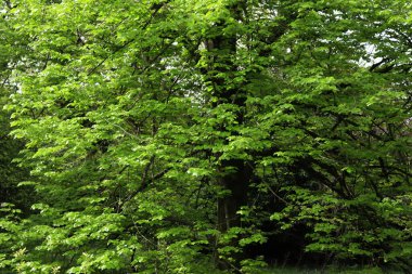 Yaz mevsiminde bahçede yeşil yaprakları olan büyük ıhlamur ağacı. Tilia ağacı