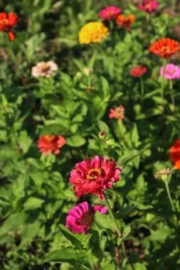 Renkli zinnia zarif çiçekleri yaz mevsiminde çiçek tarhında