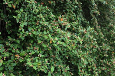 Cotoneaster franchetii ya da Franchet Cotoneaster dalları baharda bahçede küçük beyaz ve pembe çiçeklerle açarlar.