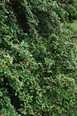 Cotoneaster franchetii ya da Franchet Cotoneaster dalları baharda bahçede küçük beyaz ve pembe çiçeklerle açarlar.