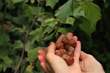 Yazın sonlarında fındık ağaçlarının yanında olgun fındıklar tutan kadın çiftçinin yakın çekimi. Corylus avellana 