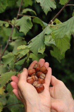 Yazın sonlarında fındık ağaçlarının yanında olgun fındıklar tutan kadın çiftçinin yakın çekimi. Corylus avellana 