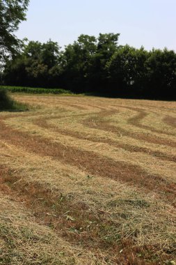 Güneşli bir yaz gününde tarlada saman kes. Kuzey İtalya 'da hasat edilen çayır