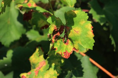 Bir Pinot Gris üzüm bağında asma yaprakları üzerinde plazmafara viticola (küflü küf) hastalığı. Birçok sarı ve kahverengi noktalı sarmaşık yaprakları