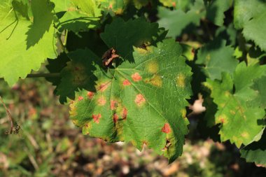 Bir Pinot Gris üzüm bağında asma yaprakları üzerinde plazmafara viticola (küflü küf) hastalığı. Birçok sarı ve kahverengi noktalı sarmaşık yaprakları