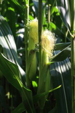 Güneşli bir yaz gününde tarlada mısır koçanı yetiştirmek üzerine beyaz mısır lekeleri.