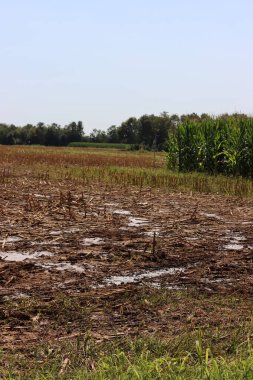 Hasat edilen mısır tarlasında doğal hayvan gübresi. Yazın sonlarında kırsal alan