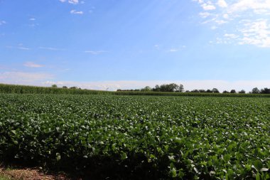 Güneşli bir yaz gününde yeşil soya fasulyesi ve mısır tarlaları. Mavi gökyüzü ile İtalya 'da tarım manzarası