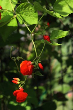 Kırmızı çiçekli turuncu çiçekli kırmızı fasulye tohumu. Phaseolus coccineus
