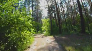 Güzel orman yolu. Orman yolu boyunca sür. Gün ormanı. Güneş çam ağaçlarının arasından parlıyor.