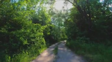Güzel orman yolu. Orman yolu boyunca sür. Gün ormanı. Güneş çam ağaçlarının arasından parlıyor.