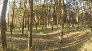 Gün batımında orman. Ormanda yürü. Güneşli orman.