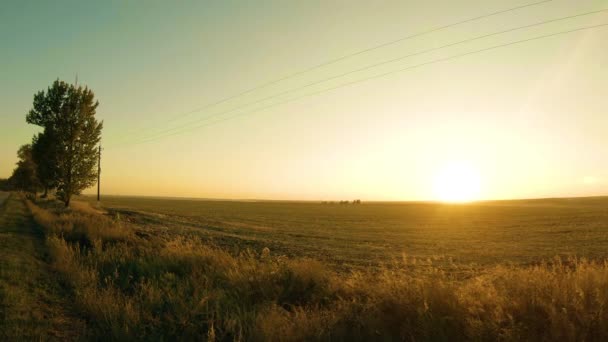 Природа Заході Сонця Прекрасний Захід Сонця Соняшник Тлі Чудового Заходу — стокове відео