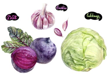 pancar lahana sarımsak suluboya