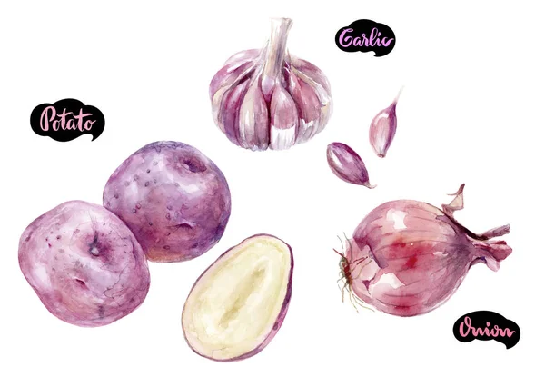 Potato garlic onion watercolor — Stock Photo, Image