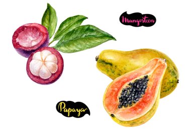 Mangosteen papaya suluboya