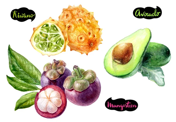 Mangosteen avocado kiwano aquarel — Stockfoto