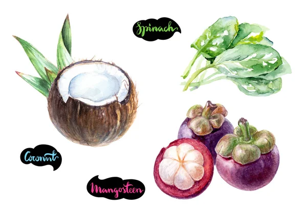 Mangosteen ccoconut spinach watercolor — Stock Photo, Image