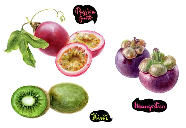 망고스틴 열정 과일 키 위 수채화 — 스톡 사진