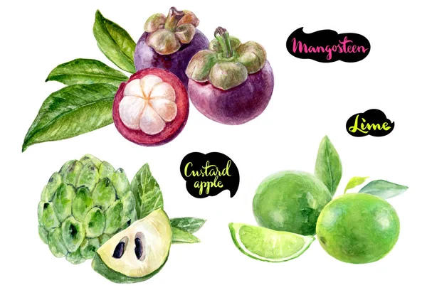 Mangosteen lime sugar custard apple watercolor — Stok Foto