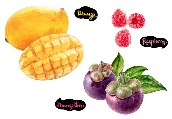 Mangosteen mango raspberry aquarel — Stockfoto