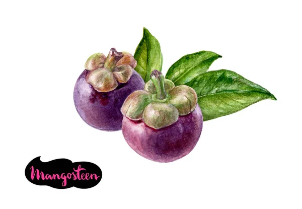 Mangostan Aquarell Illustration — Stockfoto