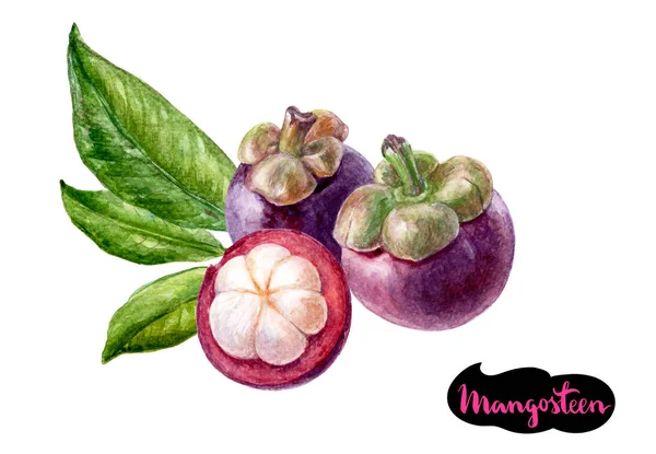 Mangosteen akvarel ilustrace — Stock fotografie