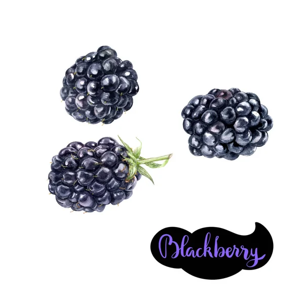 BlackBerry aquarel illustratie — Stockfoto