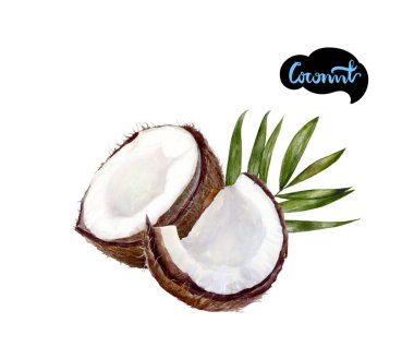 Hindistan cevizi suluboya resim