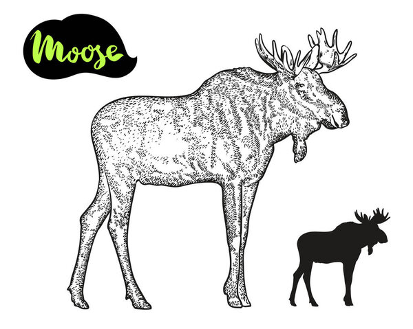 Moose vector hand drawn illustration.