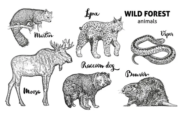 Wild forest animals set. Moose, marten, lynx, raccoon dog, beaver, viper vector — Stock Vector