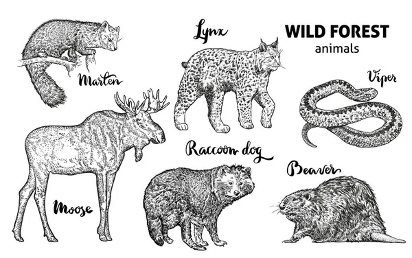 Animali selvatici della foresta impostati. Moose, martora, lince, cane procione, castoro, vettore vipera — Vettoriale Stock