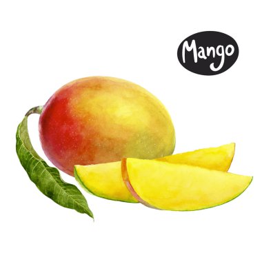 mango meyve sulu boya el çizmek illüstrasyon izole beyaz arka plan üzerinde.