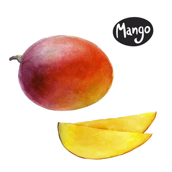 Akwarela ilustracja mango — Zdjęcie stockowe