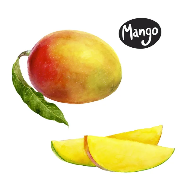 Mango acuarela ilustración —  Fotos de Stock