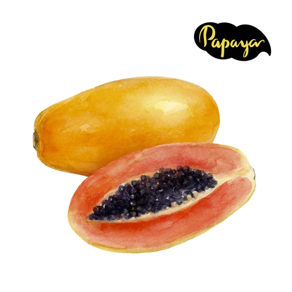 Papaya akwarela ilustracja — Zdjęcie stockowe