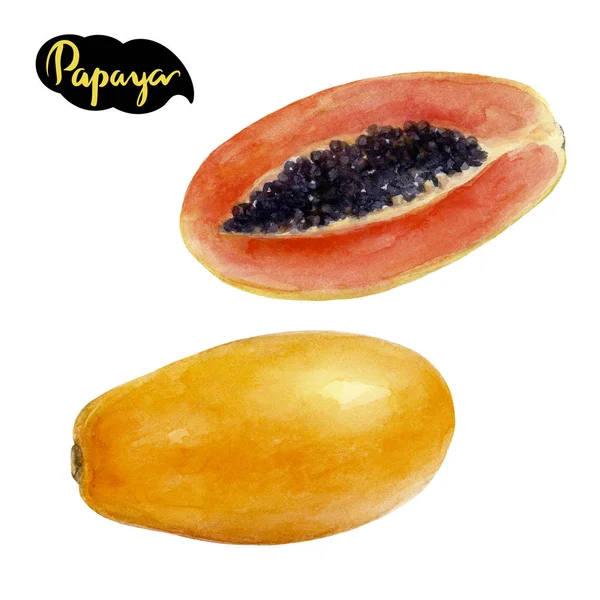 Papaya akwarela ilustracja — Zdjęcie stockowe