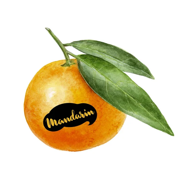 Mandarine Aquarell Illustration — Stockfoto