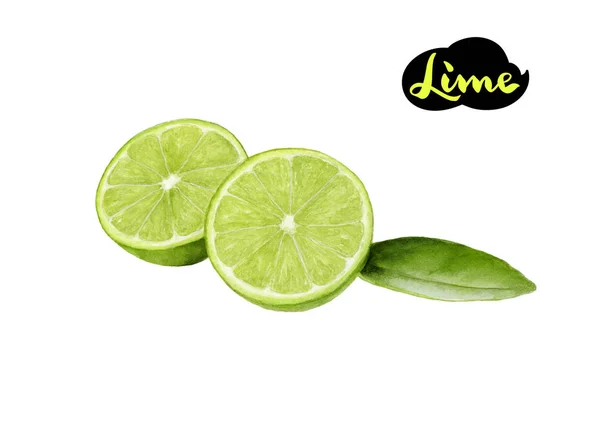Lime watercolor hand draw illustration isolated on white — Stock Photo, Image