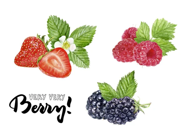 블랙베리, 라스베리, 딸기 수채화 그림 손으로 그리는 그림 — 스톡 사진