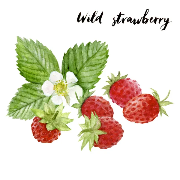 Wild strawberry akvarel ruku nakreslit ilustrace izolované na bílém — Stock fotografie