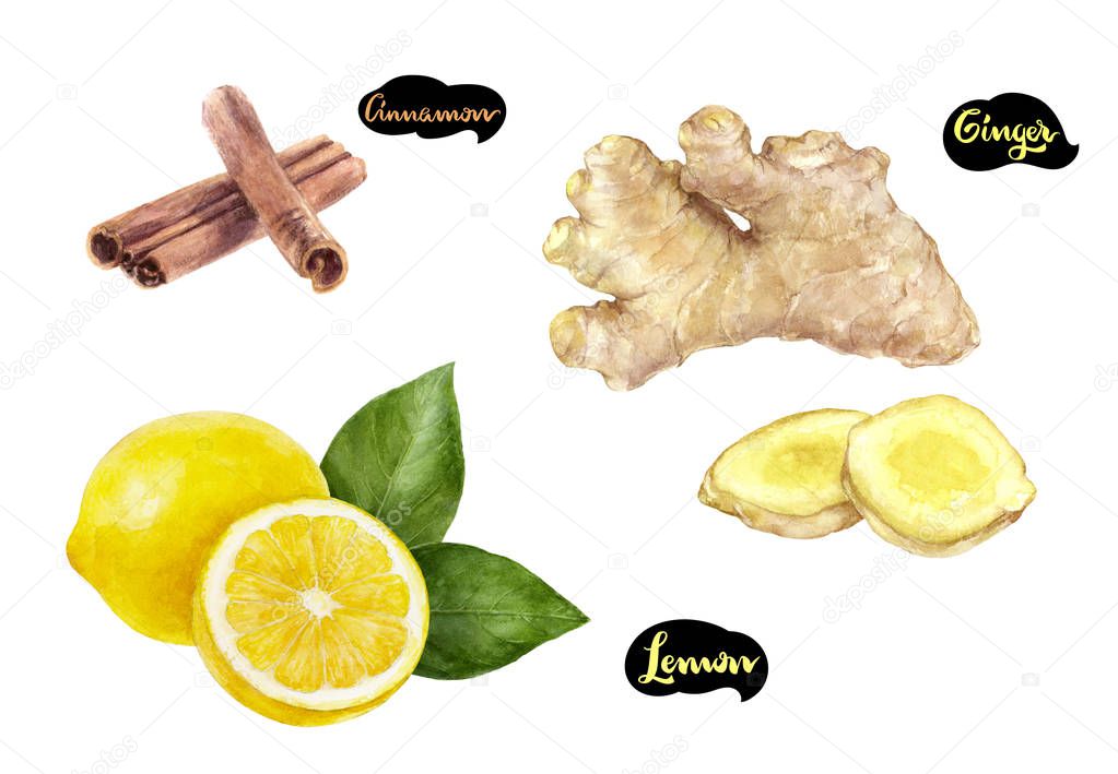 Ginger lemon cinnamon watercolor hand drawn illustration set