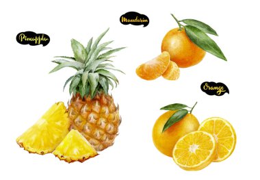 turuncu ananas mandalina suluboya elle çizilmiş çizim seti