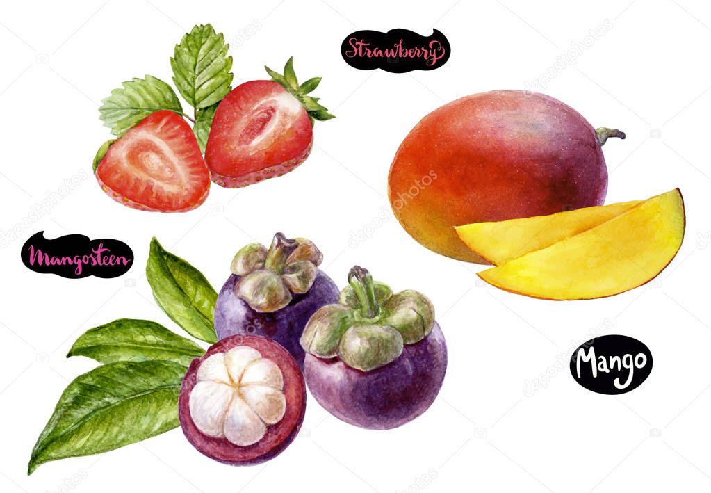 Mango mangosteen strawberry watercolor hand drawn illustration set isolated on white background.