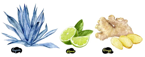 Ginger, lime and agave set watercolor hand drawn illustration. — Stock Photo, Image