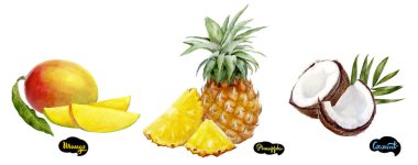 Hindistan cevizi, ananas, mango set suluboya elle çizilmiş illüstrasyon.