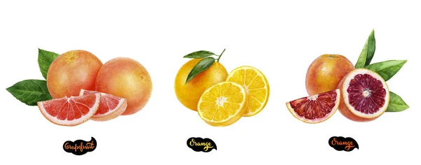 Toranja, laranja, laranja sangue conjunto aquarela mão desenhado ilustração . — Fotografia de Stock